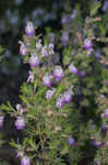 False rosemary